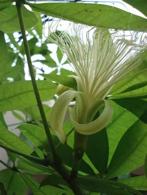 發財樹開花|發財樹開花了，怎麼處理比較好？